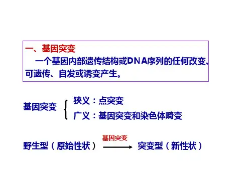 基因突变及其分子机制概述