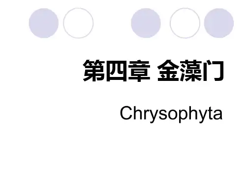 04金藻