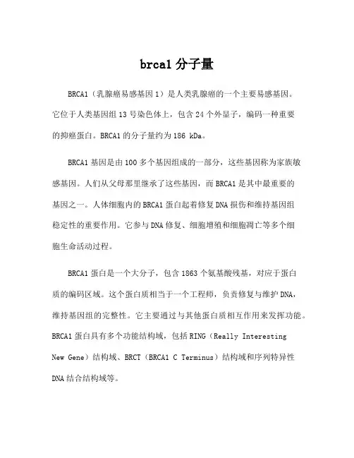 brca1分子量