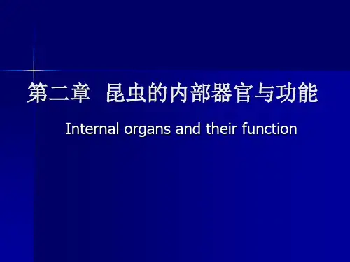 昆虫的内部器官与功能