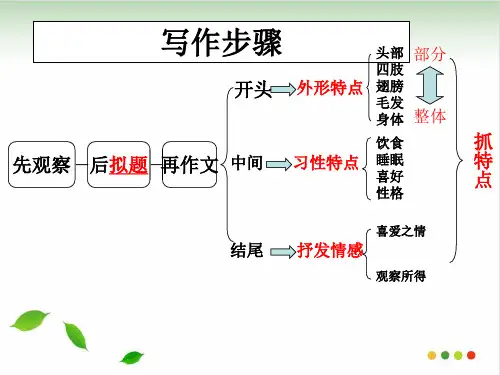 作文《菊花》 ppt课件(完美版)