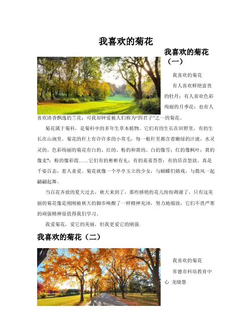 我喜欢的菊花(共10篇)