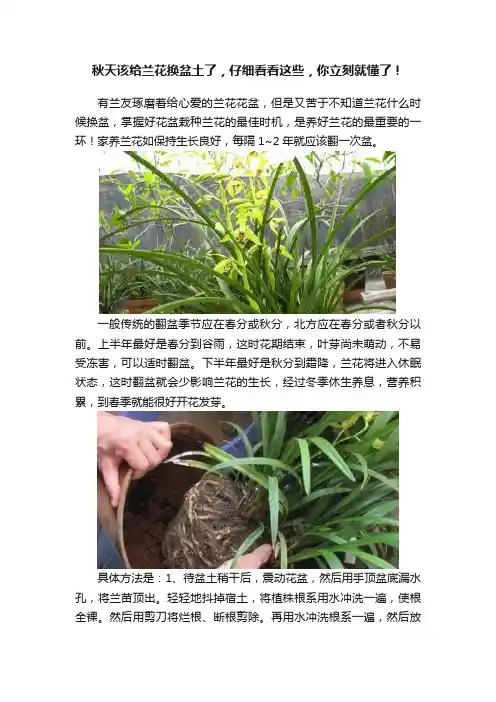 秋天该给兰花换盆土了，仔细看看这些，你立刻就懂了！
