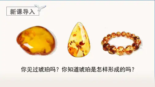 《琥珀》课件PPT