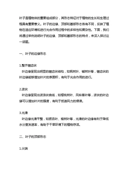 举例说明叶子的边缘、顶部和基部形态。
