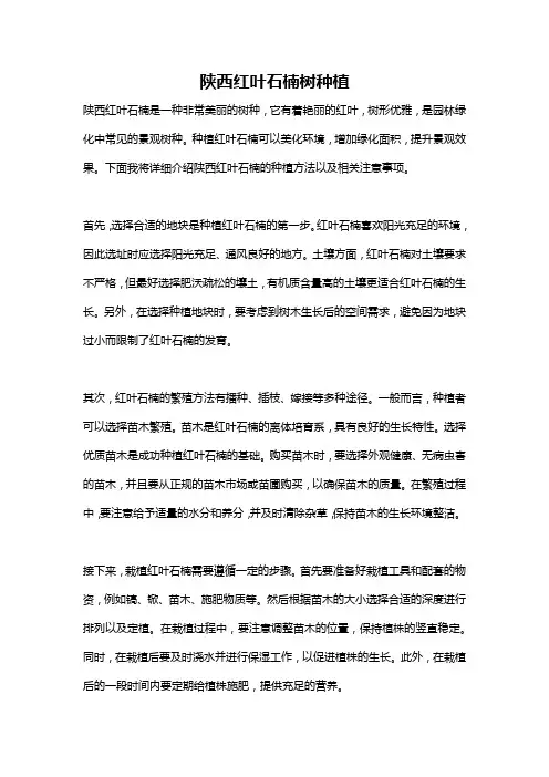 陕西红叶石楠树种植