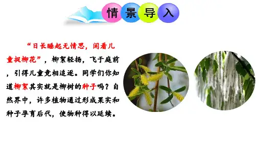 济南版生物七年级上册4.1.3果实和种子的形成(课件)
