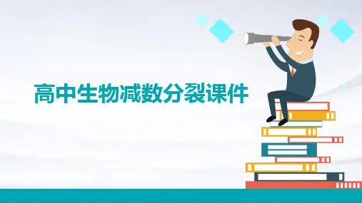 高中生物减数分裂课件