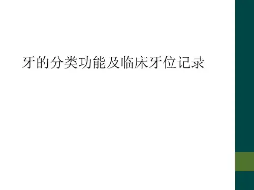 牙的分类功能及临床牙位记录