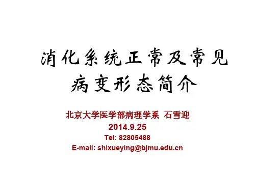 消化系统病理