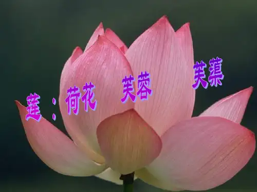 《爱莲说》ppt优秀课件