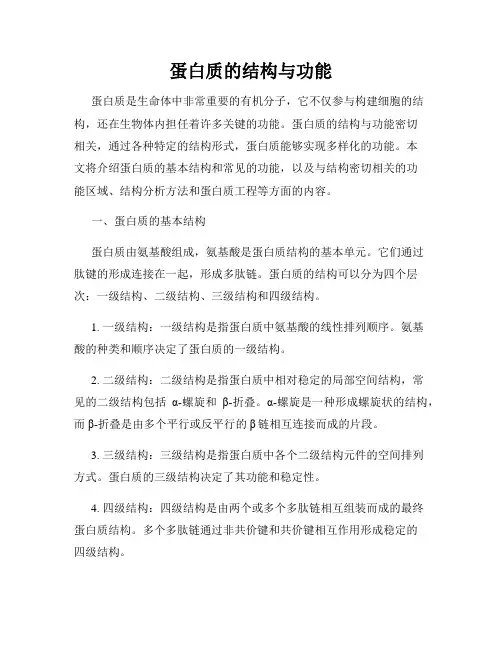 蛋白质的结构与功能