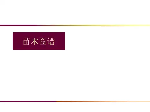 苗木图谱