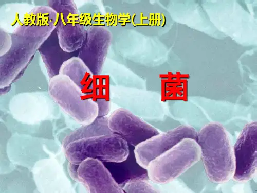 新人教版八年级生物上册第四章 《细菌》课件 (20张ppt)