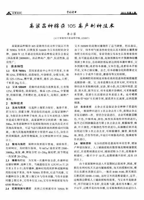 高粱品种锦杂105高产制种技术