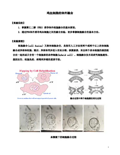 鸡血细胞的体外融合