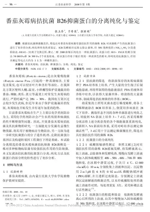 番茄灰霉病拮抗菌B26抑菌蛋白的分离纯化与鉴定