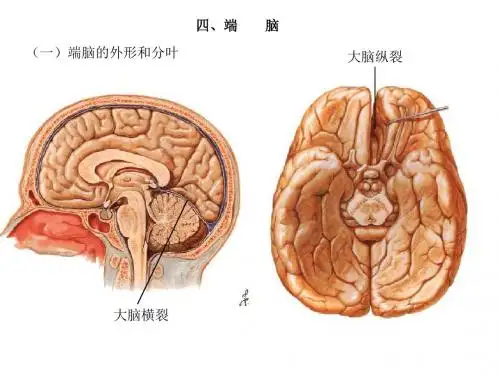 端脑ppt课件