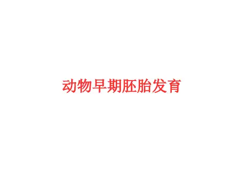 动物早期胚胎发育