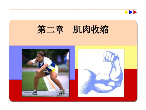 肌肉收缩