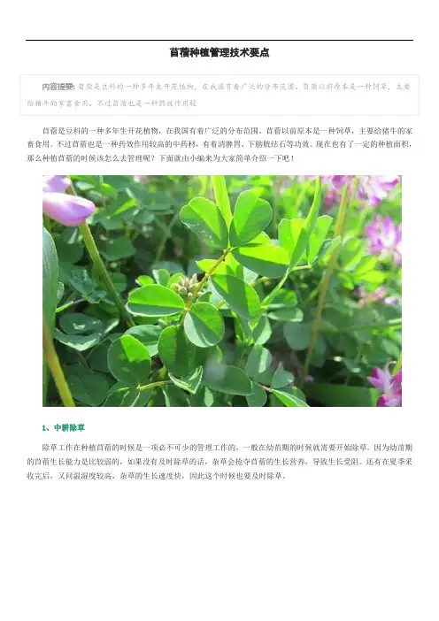 苜蓿种植管理技术要点