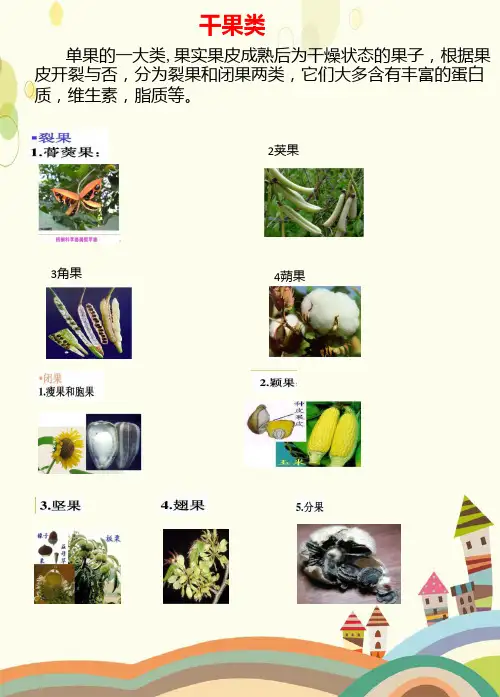七年级生物学 果实种类-优质课课件