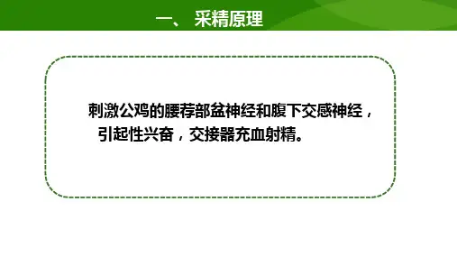 孵化与繁育技术—人工授精(禽生产课件)