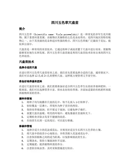 四川五色草穴盘苗