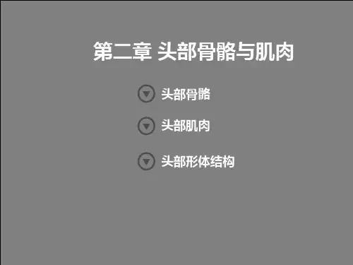 艺用人体解剖学-头部、躯干