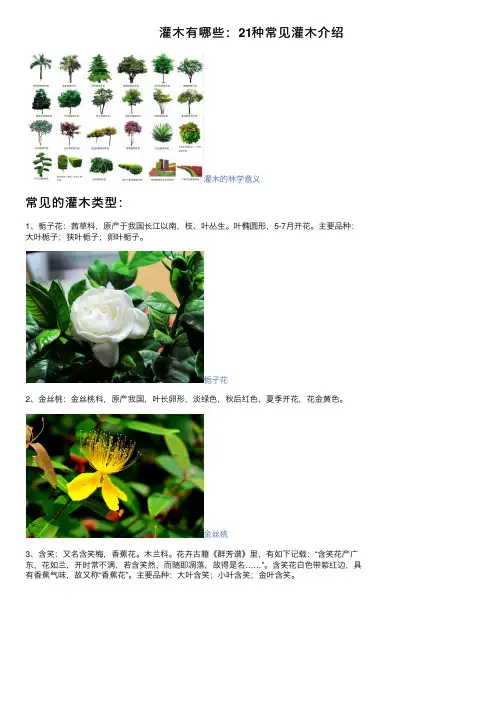 灌木有哪些：21种常见灌木介绍
