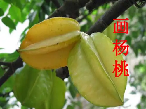 二年级下《画杨桃》人教部编版PPT