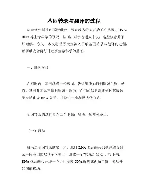 基因转录与翻译的过程