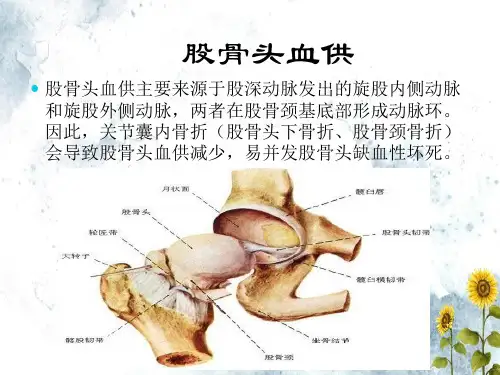 股骨头缺血坏死性文档ppt