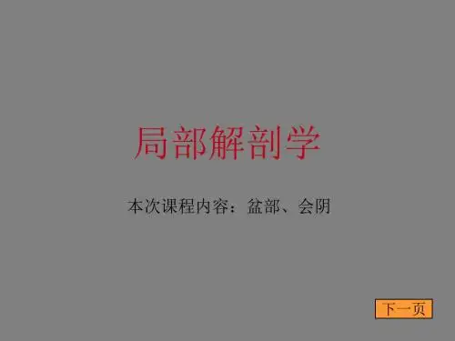 局部解剖学盆部课件
