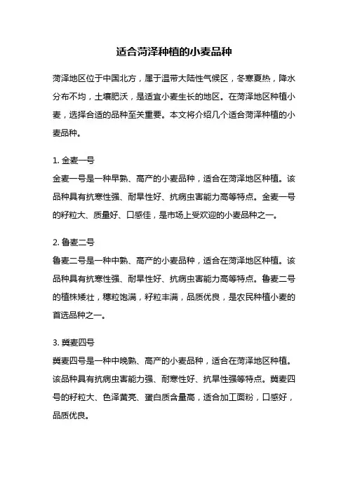 适合菏泽种植的小麦品种