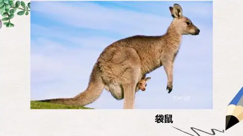 三年级语文上册《悉尼歌剧院》课件1 沪教版