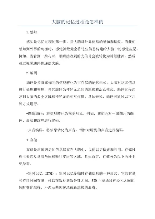大脑的记忆过程是怎样的