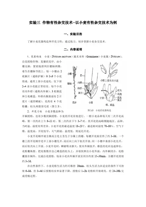 实验三 作物有性杂交技术