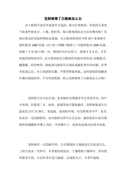 发财树得了白粉病怎么办
