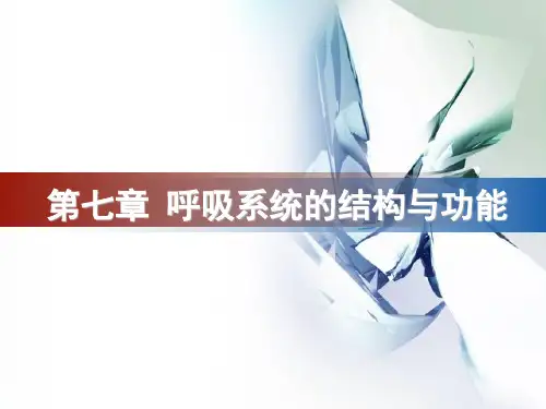 第七章-呼吸系统结构与功能