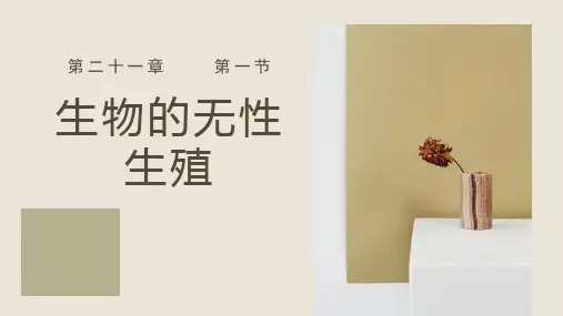 生物的无性生殖-八年级生物下册(苏教版)
