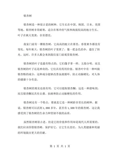 小学作文银杏树范文