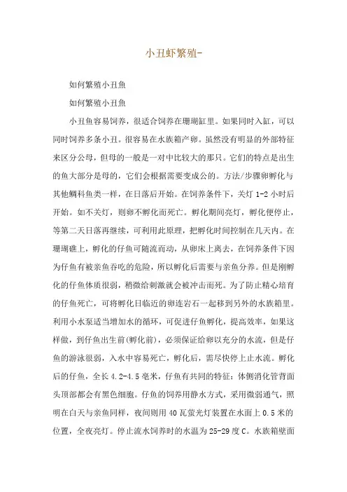小丑虾繁殖--如何繁殖小丑鱼