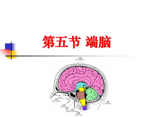 端脑(大脑)