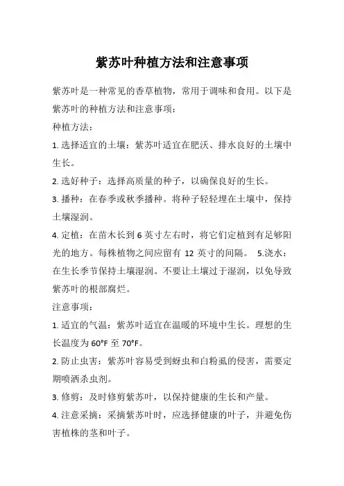 紫苏叶种植方法和注意事项