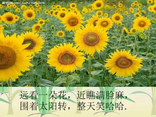 1小稻秧脱险记(完美版)