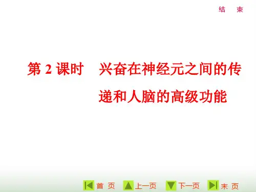 人教版高中生物必修三第2章第1节第2课时兴奋在神经元之间的传递和人脑的高级功能课件