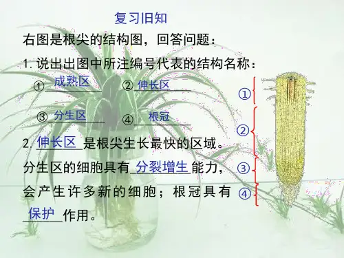 冀少版八年级生物上册第三单元第二章第二节根对水分的吸收