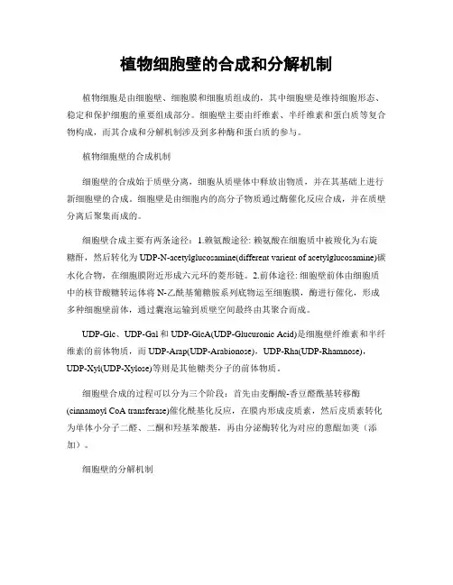 植物细胞壁的合成和分解机制