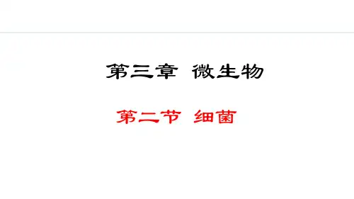 2.3.2  细菌课件(共26张PPT)2024-2025学年七年级人教版生物上册